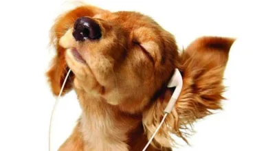 Las top canciones más escuchadas por perros en Spotify