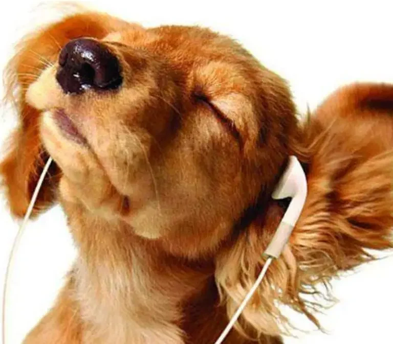 Las top canciones más escuchadas por perros en Spotify