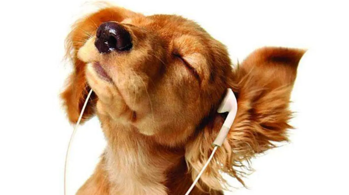 Las top canciones más escuchadas por perros en Spotify