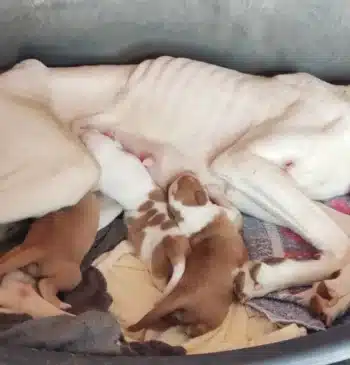 L'Alcora halla más de 40 perros en insalubridad, varios con lesiones graves