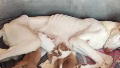 L'Alcora halla más de 40 perros en insalubridad, varios con lesiones graves
