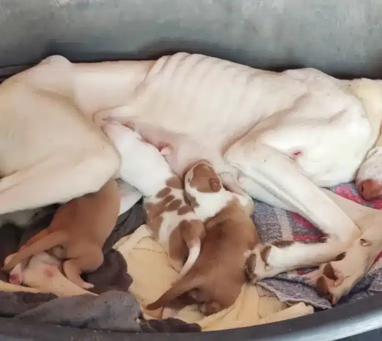 L'Alcora halla más de 40 perros en insalubridad, varios con lesiones graves