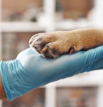 Claves de la manifestación de los veterinarios este 8 de junio en [...]