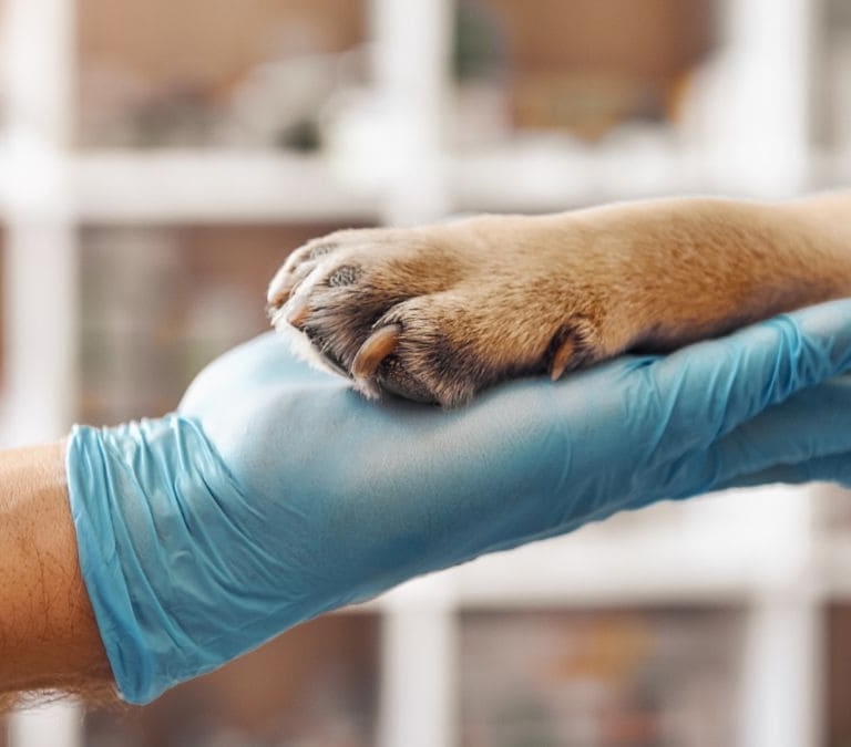 Claves de la manifestación de los veterinarios este 8 de junio en Madrid