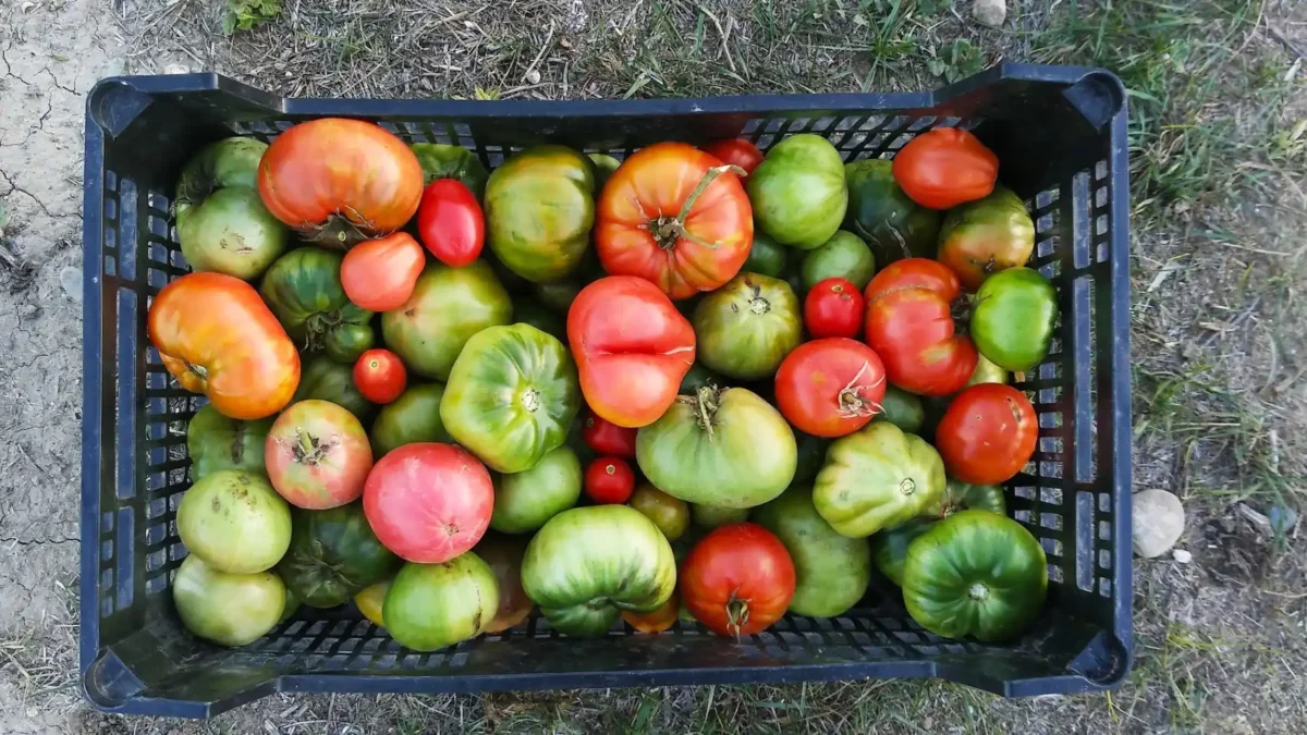 La dieta climática: solo alimentos españoles y respeto total al medio ambiente