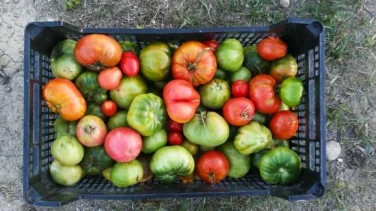 La dieta climática: solo alimentos españoles y respeto total al medio ambiente