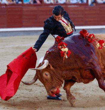 Morante abre la Puerta Grande de Las Ventas en la corrida de [...]