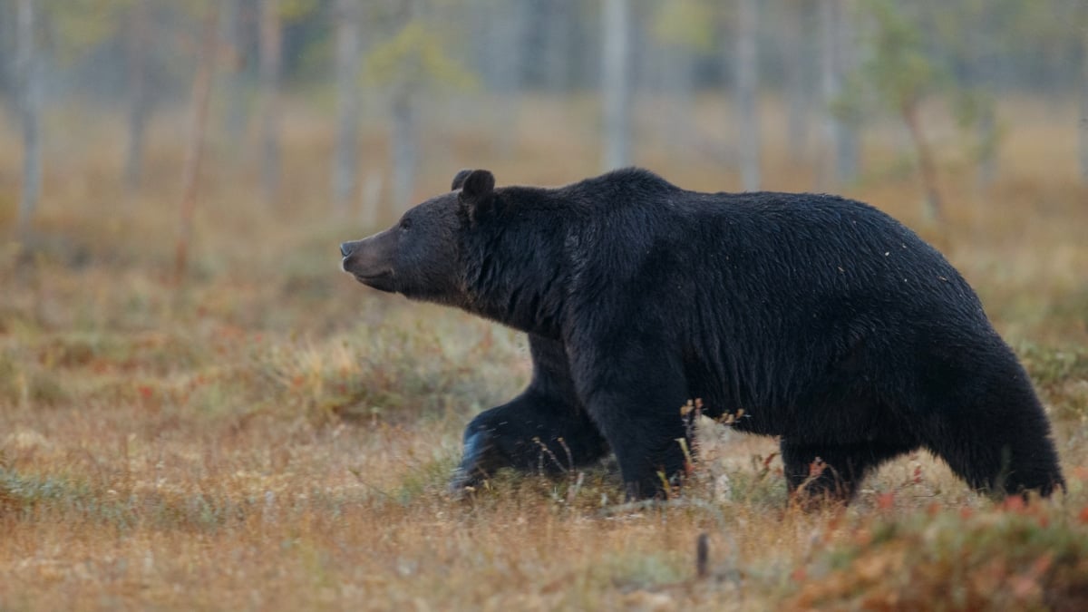 Un oso pardo en una fotografía de archivo