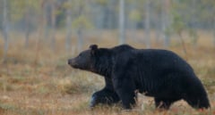 Sigue activo el protocolo por el oso avistado en Cantabria aunque ya estaría en el monte
