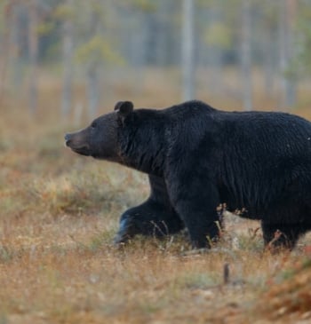 Sigue activo el protocolo por el oso avistado en Cantabria aunque ya [...]