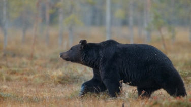 Sigue activo el protocolo por el oso avistado en Cantabria aunque ya estaría en el monte