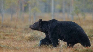 Sigue activo el protocolo por el oso avistado en Cantabria aunque ya estaría en el monte