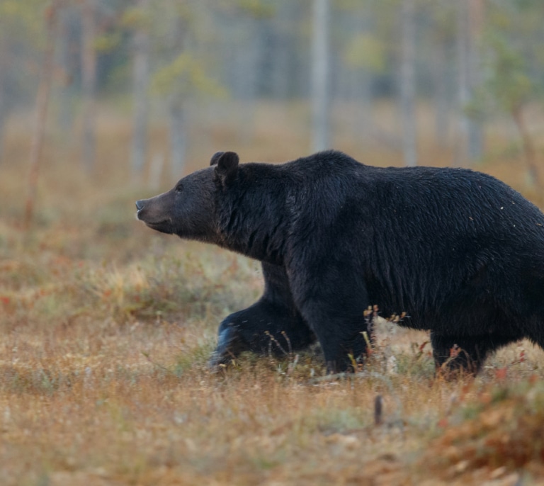 Sigue activo el protocolo por el oso avistado en Cantabria aunque ya estaría en el monte