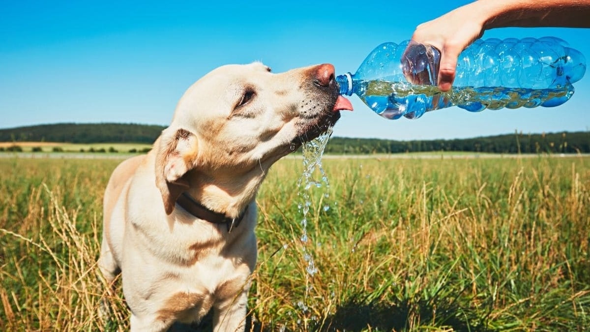 Perro golpe calor