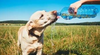 Perro golpe calor