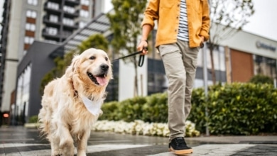 El gobierno aprueba el acceso libre a recintos públicos y privados a los perros de asistencia