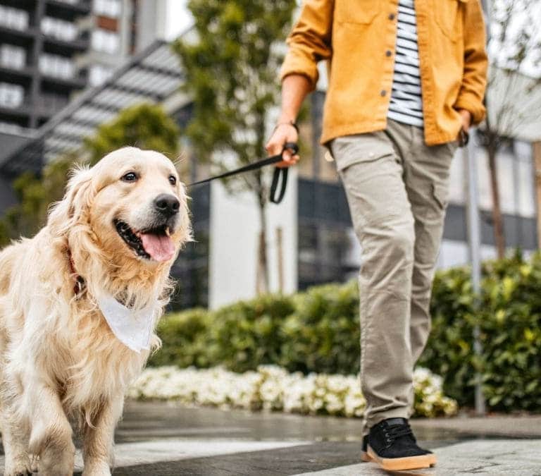 El gobierno aprueba el acceso libre a recintos públicos y privados a los perros de asistencia