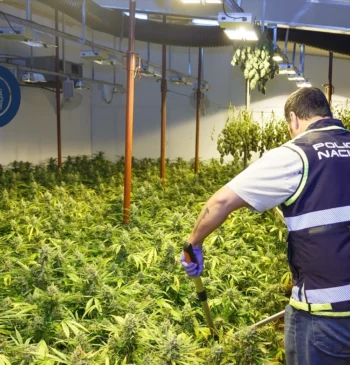 Tres detenidos en Dénia por plantar marihuana en una casa okupada