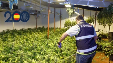 Tres detenidos en Dénia por plantar marihuana en una casa okupada