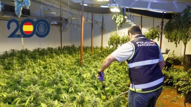 Tres detenidos en Dénia por plantar marihuana en una casa okupada