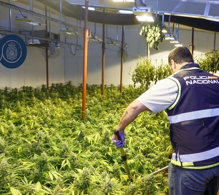 Tres detenidos en Dénia por plantar marihuana en una casa okupada