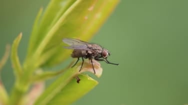 El secreto de las moscas: este es el 'halterio', órgano que las permite volar