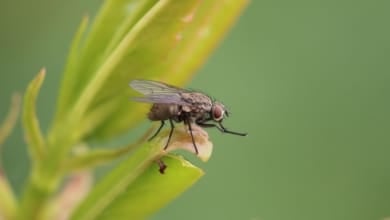 El secreto de las moscas: este es el 'halterio', órgano que las permite volar