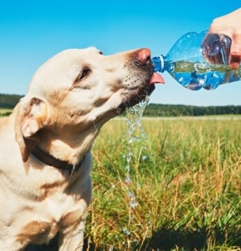Así debes proteger a tu perro de las altas temperaturas del verano