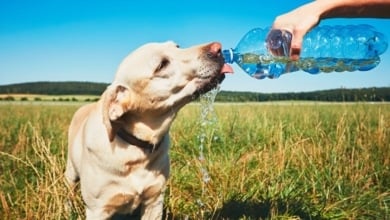 Así debes proteger a tu perro de las altas temperaturas del verano