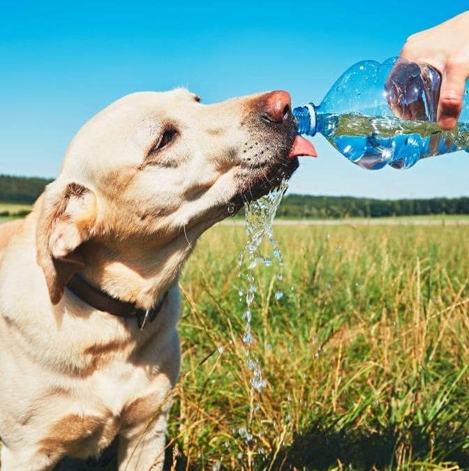 Así debes proteger a tu perro de las altas temperaturas del verano