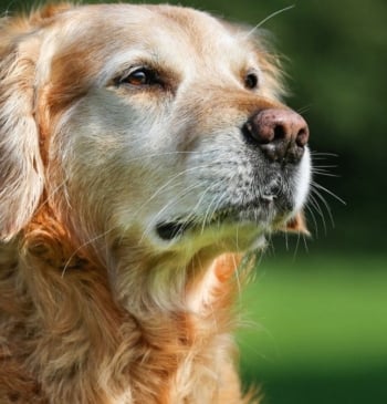 La herramienta indispensable para evaluar la vitalidad de tu perro
