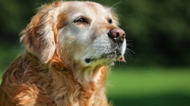 La herramienta indispensable para evaluar la vitalidad de tu perro