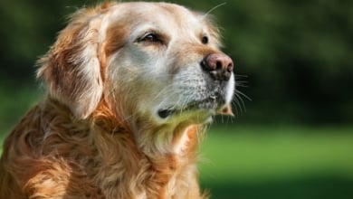 La herramienta indispensable para evaluar la vitalidad de tu perro