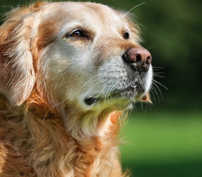 La herramienta indispensable para evaluar la vitalidad de tu perro