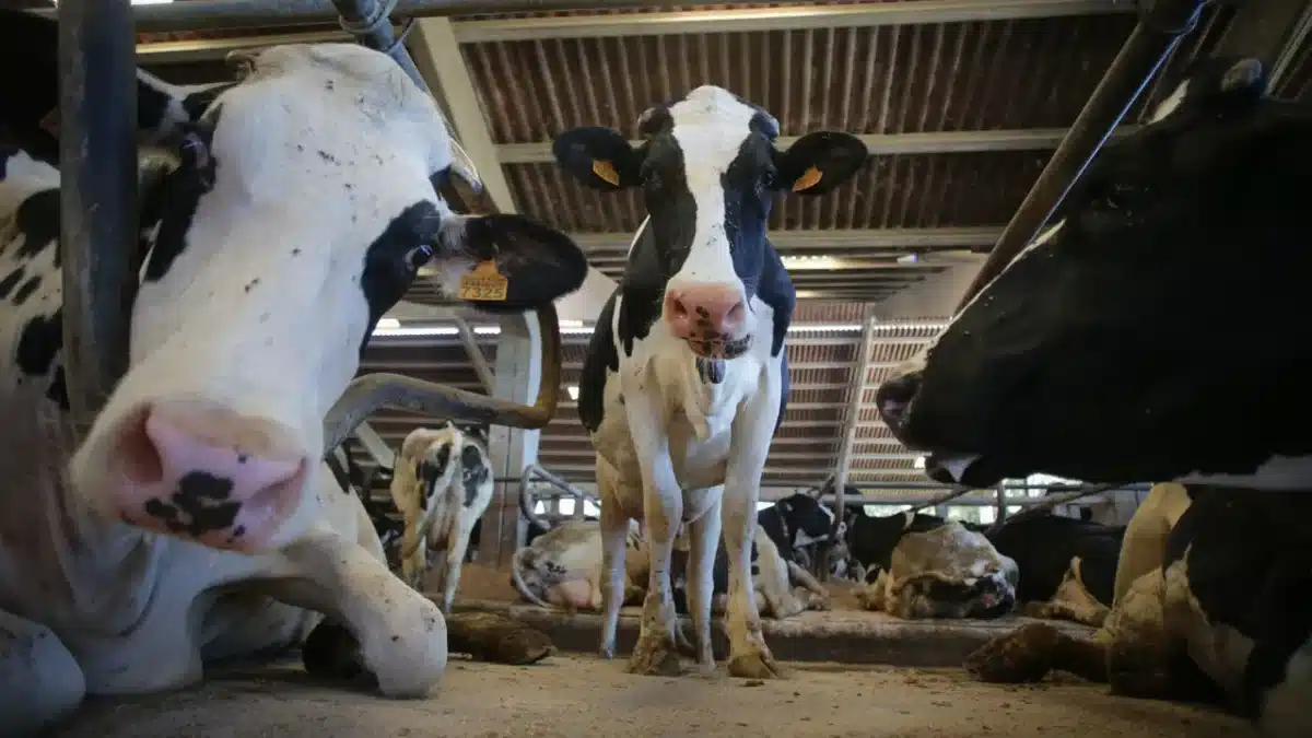 Denuncian a un hombre por violar presuntamente a una vaca en Castro de Rei (Lugo)