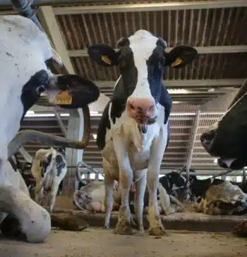 Denuncian a un hombre por violar presuntamente a una vaca en Castro [...]