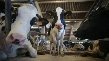 Denuncian a un hombre por violar presuntamente a una vaca en Castro de Rei (Lugo)