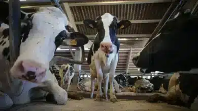 Denuncian a un hombre por violar presuntamente a una vaca en Castro de Rei (Lugo)