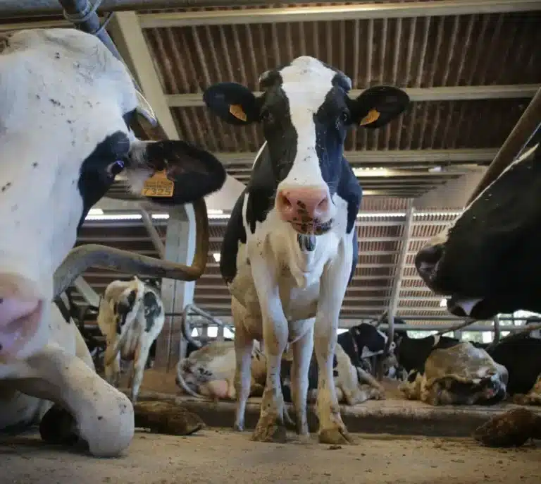 Denuncian a un hombre por violar presuntamente a una vaca en Castro de Rei (Lugo)