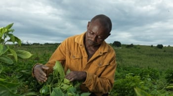 De la semilla al sustento: historias de esperanza rural en Uganda