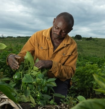 De la semilla al sustento: historias de esperanza rural en Uganda