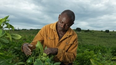 De la semilla al sustento: historias de esperanza rural en Uganda