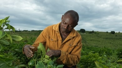 De la semilla al sustento: historias de esperanza rural en Uganda