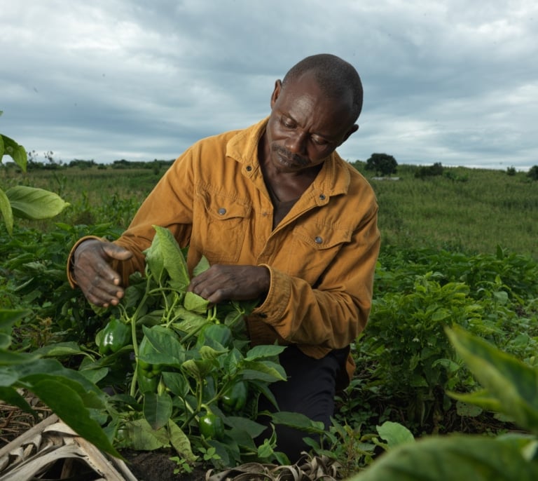De la semilla al sustento: historias de esperanza rural en Uganda