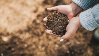 El abono que debes echar a las plantas para que sobrevivan al verano
