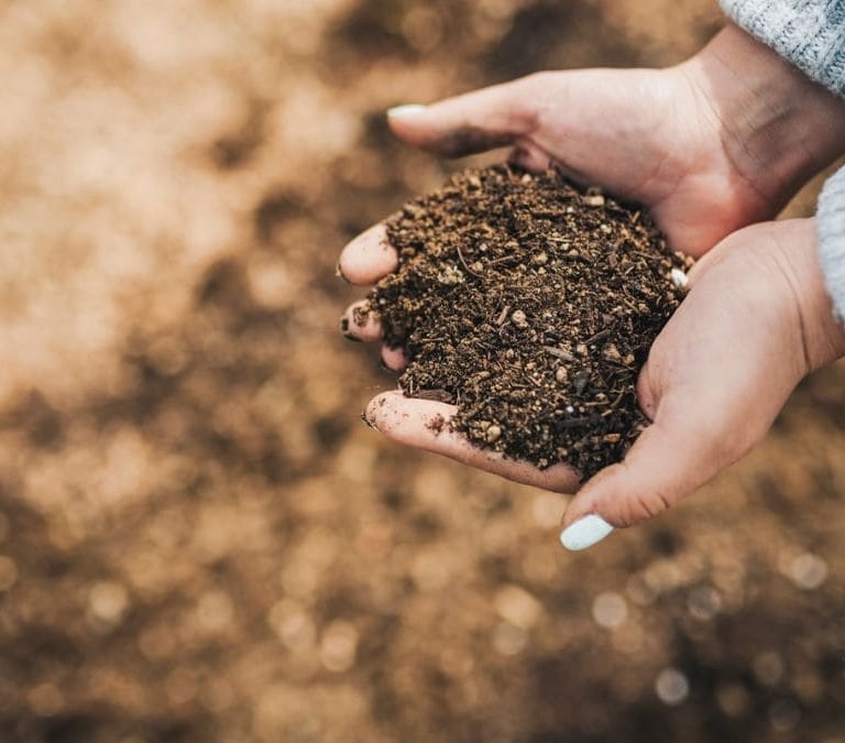 El abono que debes echar a las plantas para que sobrevivan al verano