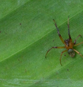 El truco para que no vuelvas a ver una araña en tu [...]