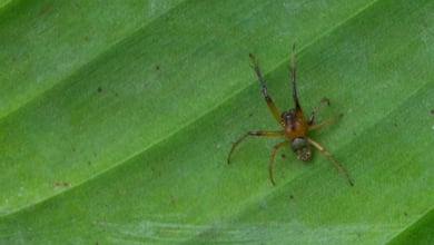 El truco para que no vuelvas a ver una araña en tu casa o en el jardín