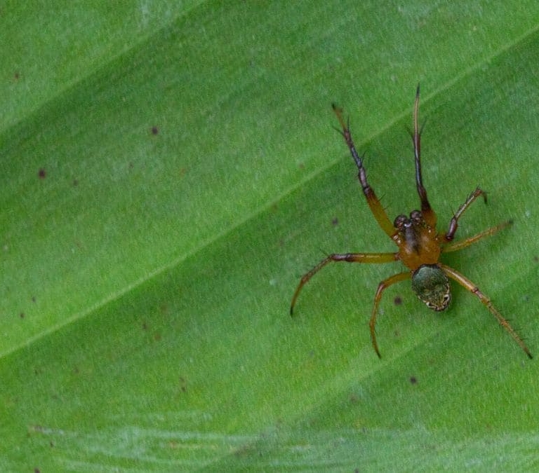 El truco para que no vuelvas a ver una araña en tu casa o en el jardín