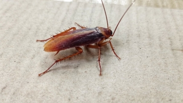 Se acabaron las cucarachas en verano: así puedes hacer que desaparezcan